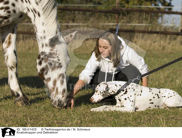 Knabstrupper und Dalmatiner / horse and dalmatian / NS-01425