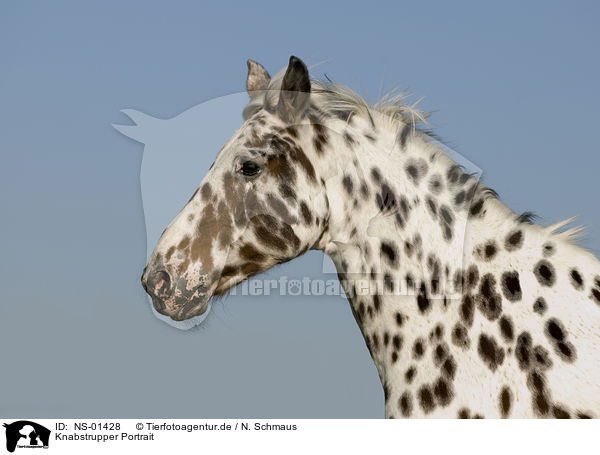 Knabstrupper Portrait / horse portrait / NS-01428