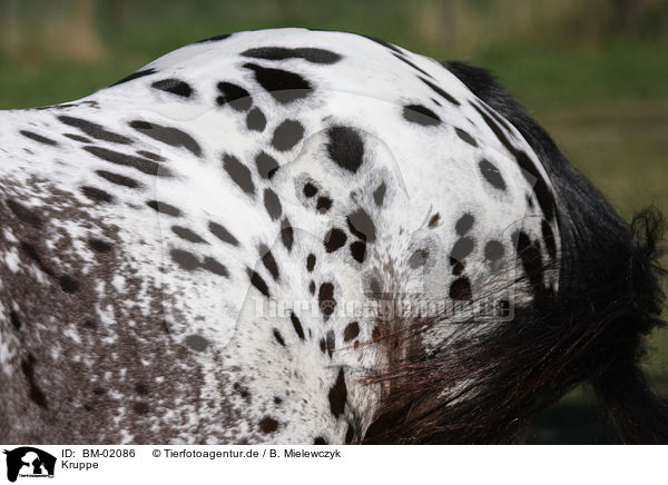 Kruppe / croup / BM-02086