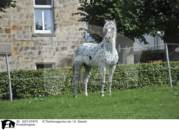 Knabstrupper / Knabstrupper / SST-07870