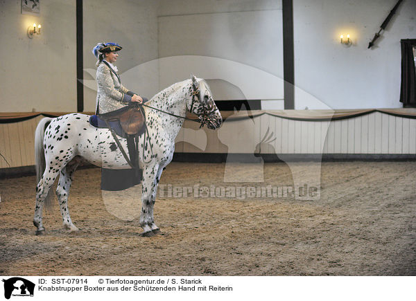 Knabstrupper Boxter aus der Schtzenden Hand mit Reiterin / SST-07914