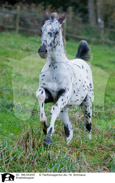 Knabstrupper / Knabstrupper / NS-04205