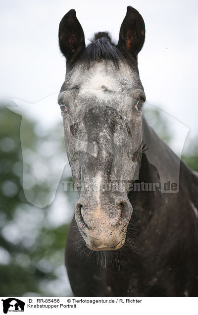 Knabstrupper Portrait / Knabstrup Horse Portrait / RR-85456