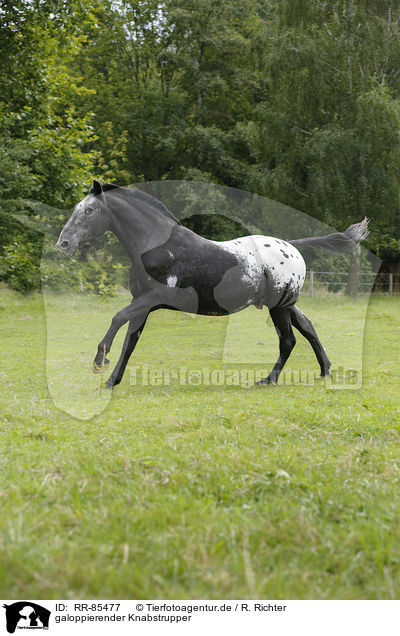 galoppierender Knabstrupper / galloping Knabstrup Horse / RR-85477