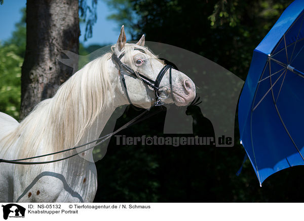 Knabstrupper Portrait / Knabstrup Horse Portrait / NS-05132