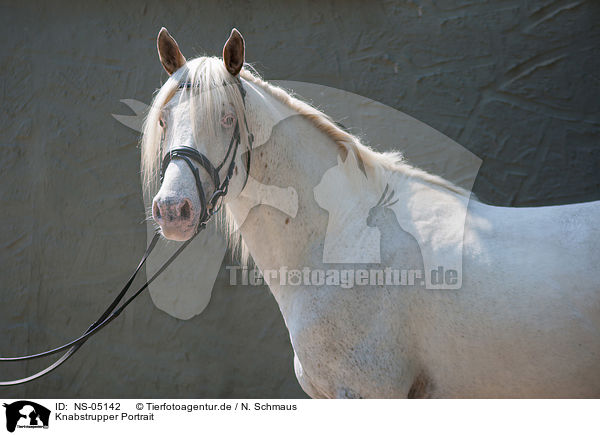 Knabstrupper Portrait / Knabstrup Horse Portrait / NS-05142