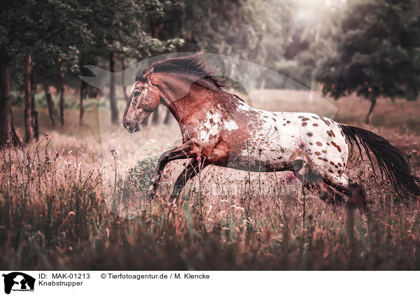 Knabstrupper / Knabstrup Horse / MAK-01213