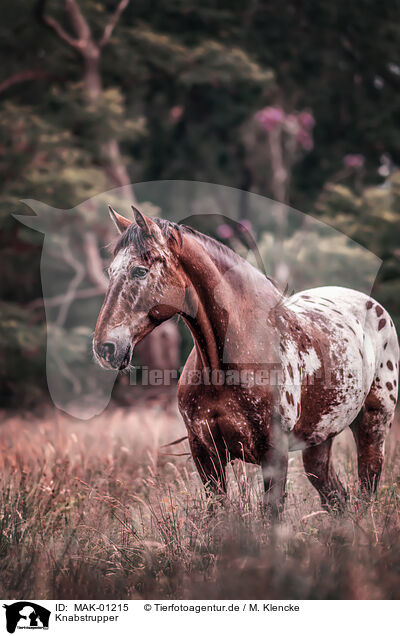 Knabstrupper / Knabstrup Horse / MAK-01215