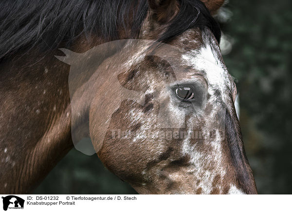 Knabstrupper Portrait / Knabstrup Horse portrait / DS-01232