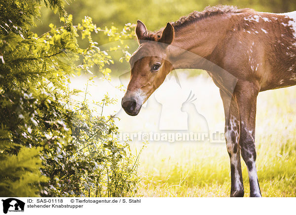 stehender Knabstrupper / standing Knabstrup Horse / SAS-01118