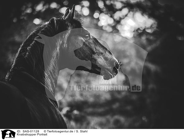 Knabstrupper Portrait / SAS-01128