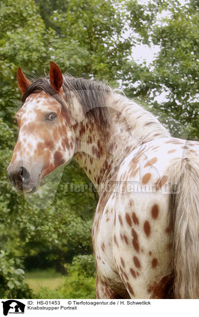 Knabstrupper Portrait / Knabstrup Horse portrait / HS-01453