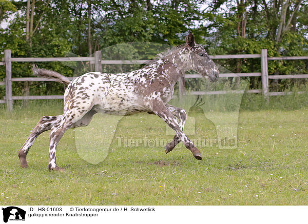 galoppierender Knabstrupper / galloping Knabstrup Horse / HS-01603