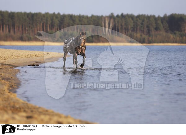 Knabstrupper / knabstrup horse / BK-01394