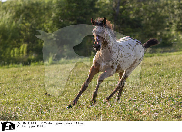 Knabstrupper Fohlen / knabstrup horse foal / JM-11933