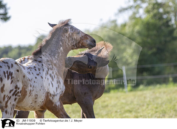 Knabstrupper Fohlen / knabstrup horse foals / JM-11939