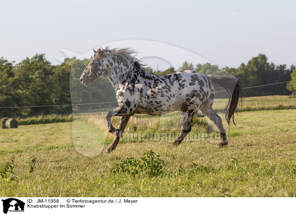 Knabstrupper im Sommer / knabstrup horse in summer / JM-11958