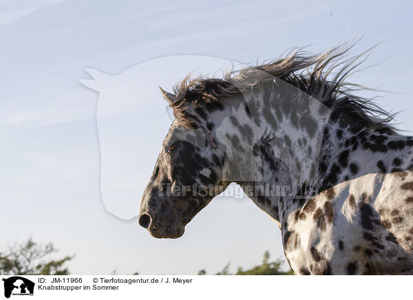 Knabstrupper im Sommer / knabstrup horse in summer / JM-11966