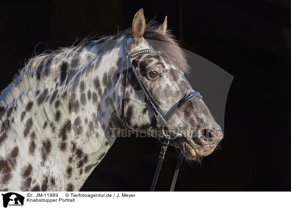 Knabstrupper Portrait / knabstrup horse portrait / JM-11989