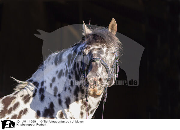 Knabstrupper Portrait / knabstrup horse portrait / JM-11990