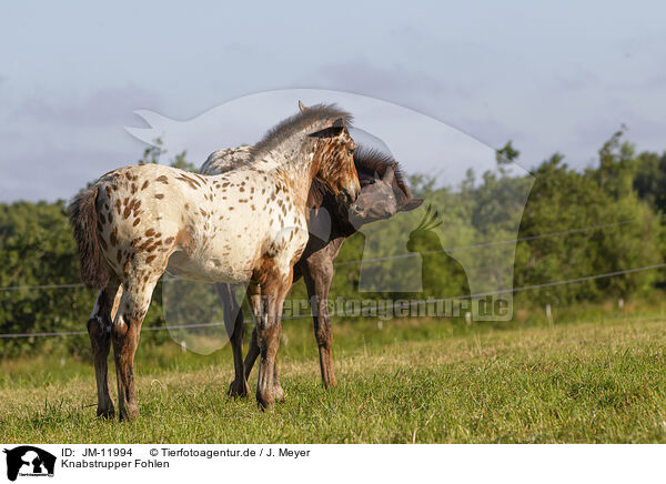Knabstrupper Fohlen / knabstrup horse foals / JM-11994