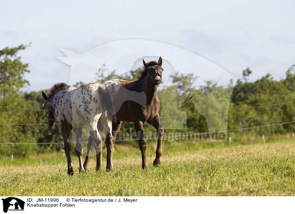Knabstrupper Fohlen / knabstrup horse foals / JM-11996