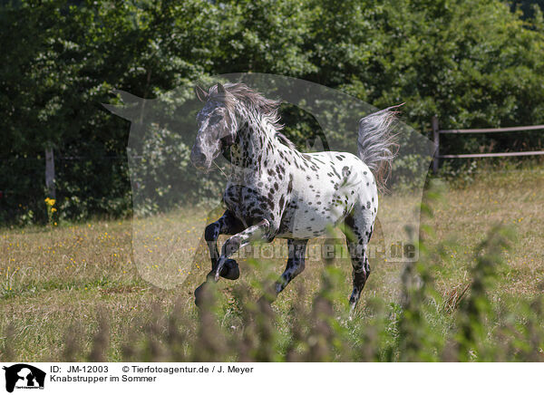 Knabstrupper im Sommer / JM-12003