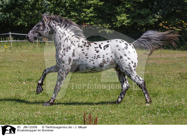 Knabstrupper im Sommer / knabstrup horse in summer / JM-12006