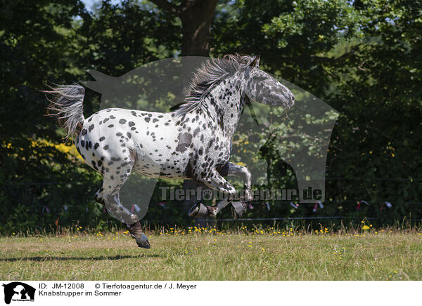 Knabstrupper im Sommer / JM-12008