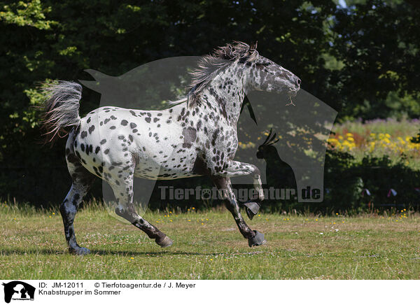 Knabstrupper im Sommer / knabstrup horse in summer / JM-12011