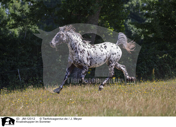 Knabstrupper im Sommer / JM-12012