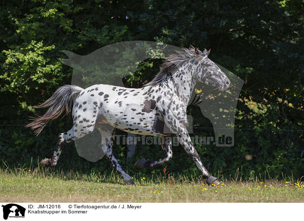 Knabstrupper im Sommer / knabstrup horse in summer / JM-12016