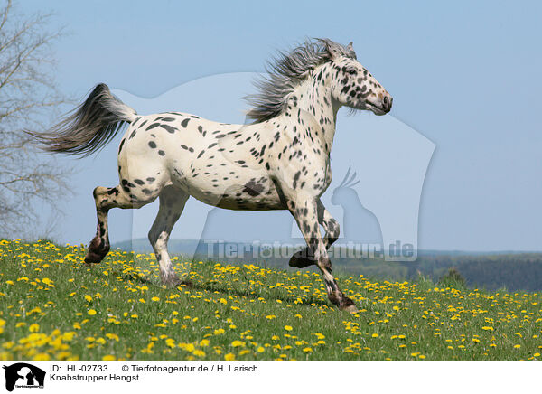 Knabstrupper Hengst / knabstrup stallion / HL-02733