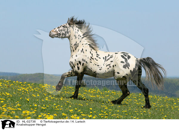 Knabstrupper Hengst / knabstrup stallion / HL-02736