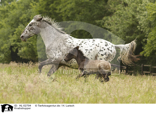 Knabstrupper / knabstrup horses / HL-02794