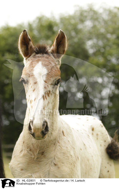 Knabstrupper Fohlen / knabstrup foal / HL-02801
