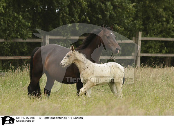 Knabstrupper / knabstrup horses / HL-02806