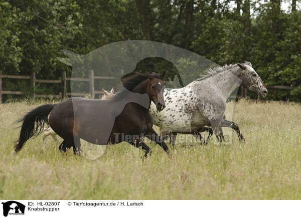 Knabstrupper / knabstrup horses / HL-02807