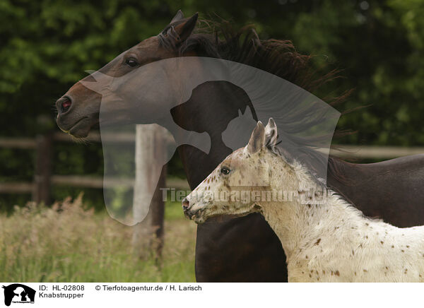 Knabstrupper / knabstrup horses / HL-02808