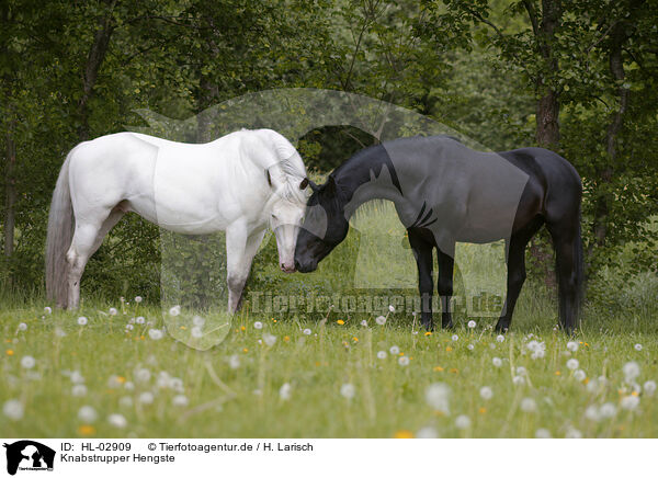 Knabstrupper Hengste / knabstrup stallions / HL-02909