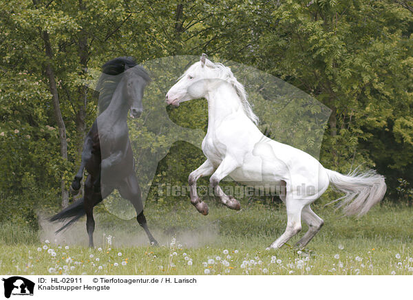 Knabstrupper Hengste / knabstrup stallions / HL-02911