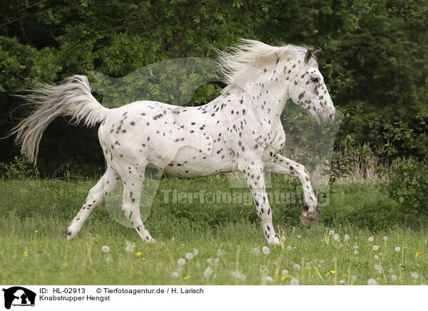 Knabstrupper Hengst / knabstrup stallion / HL-02913