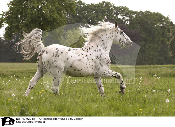 Knabstrupper Hengst / knabstrup stallion / HL-02915