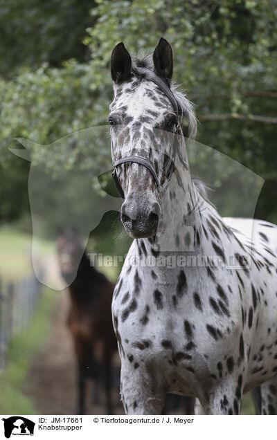 Knabstrupper / knabstrup horse / JM-17661