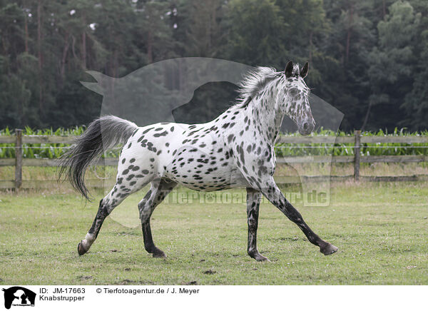 Knabstrupper / knabstrup horse / JM-17663