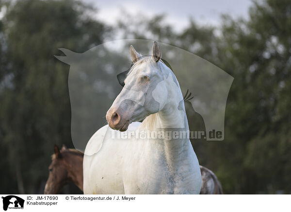 Knabstrupper / knabstrup horse / JM-17690