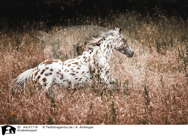 Knabstrupper / knabstrup hors / AA-01116