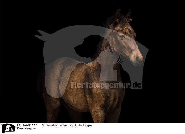 Knabstrupper / knabstrup hors / AA-01117