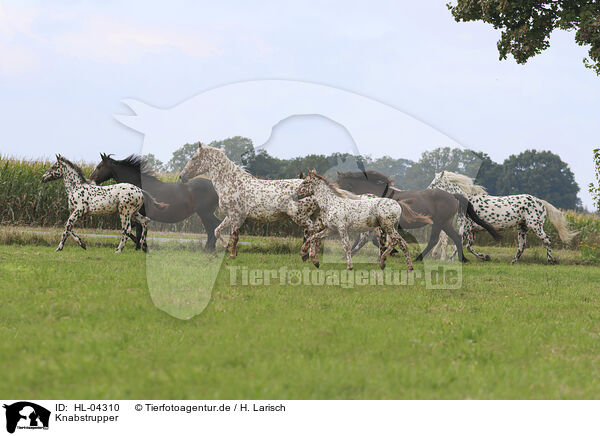 Knabstrupper / Knabstrupper horse / HL-04310