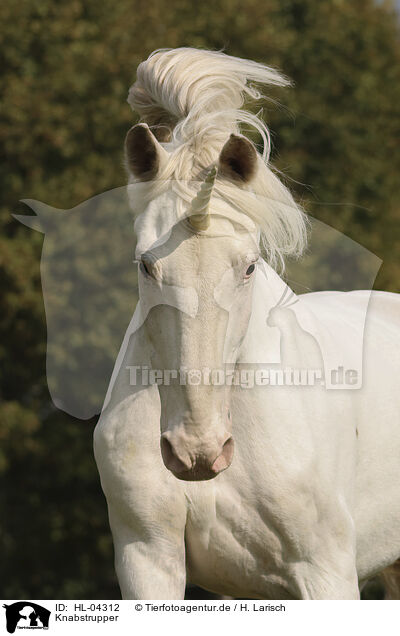 Knabstrupper / Knabstrupper horse / HL-04312